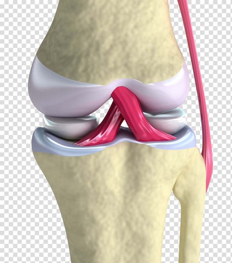 Anterior cruciate ligament Knee Joint, cartilage transparent background PNG clipart