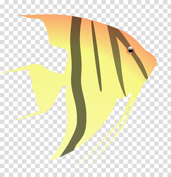 , Angelfish transparent background PNG clipart