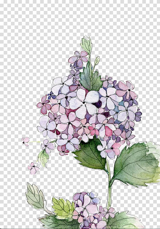 white and purple flowers , Hydrangea Watercolor painting Flower, Watercolor flowers transparent background PNG clipart