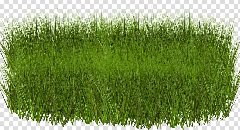 Light Green Grasses , grass transparent background PNG clipart