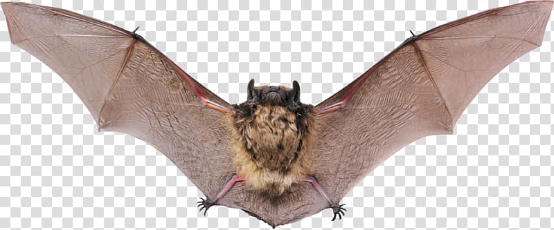 Vampire bat Raccoon Animal echolocation, Bat transparent background PNG clipart