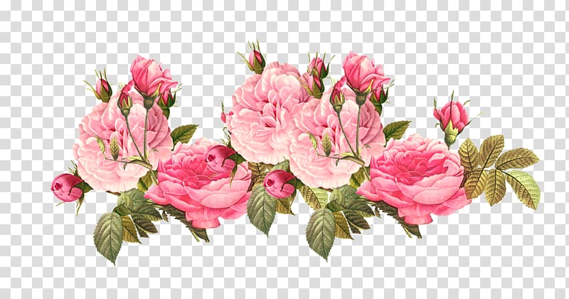 Pink flowers Rose , Shabby Star transparent background PNG clipart