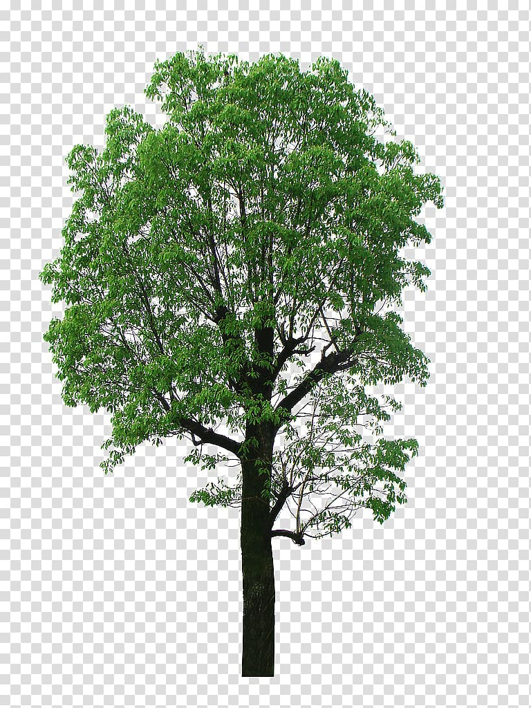 green leafed tree, Camphor tree Lindens, Big crown linden tree material transparent background PNG clipart