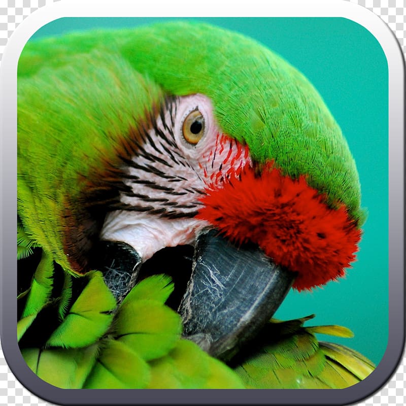 Parrot High-definition television Desktop 1080p 4K resolution, macaw transparent background PNG clipart