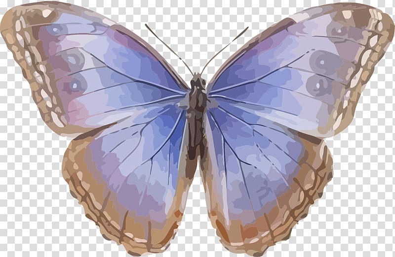 Butterfly Morpho helenor Morpho peleides Insect Morpho menelaus, Blue butterfly transparent background PNG clipart