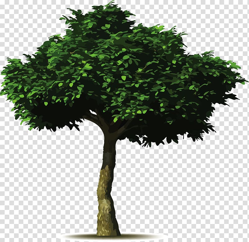 Common fig Tree planting Landscaping Pruning, arbol transparent background PNG clipart