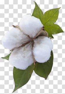 Cotton transparent background PNG clipart