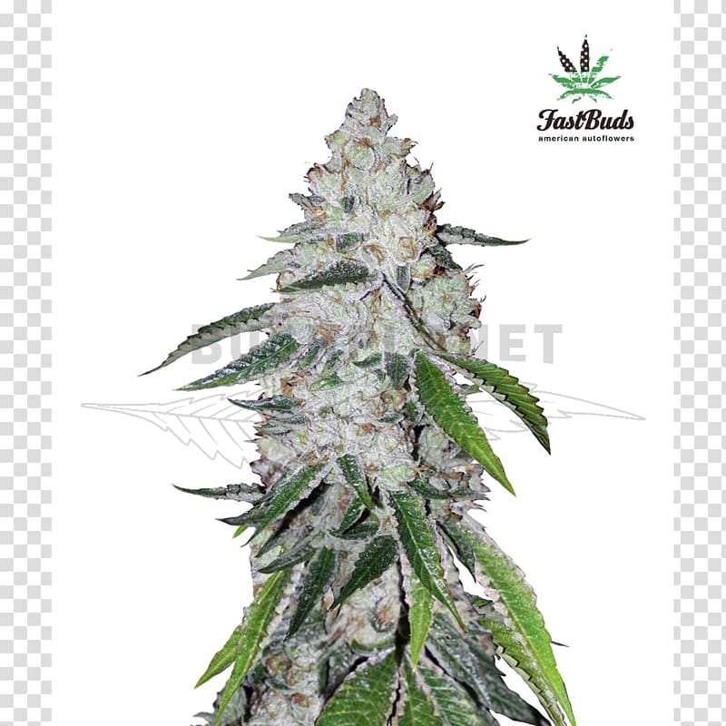 West Coast of the United States Autoflowering cannabis Seed bank, cannabis transparent background PNG clipart
