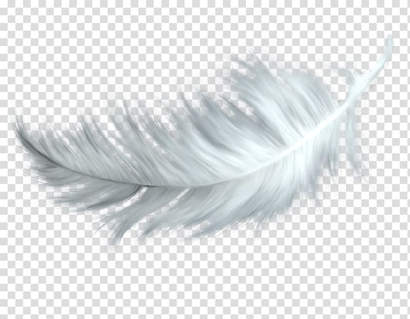 Feather , feather transparent background PNG clipart