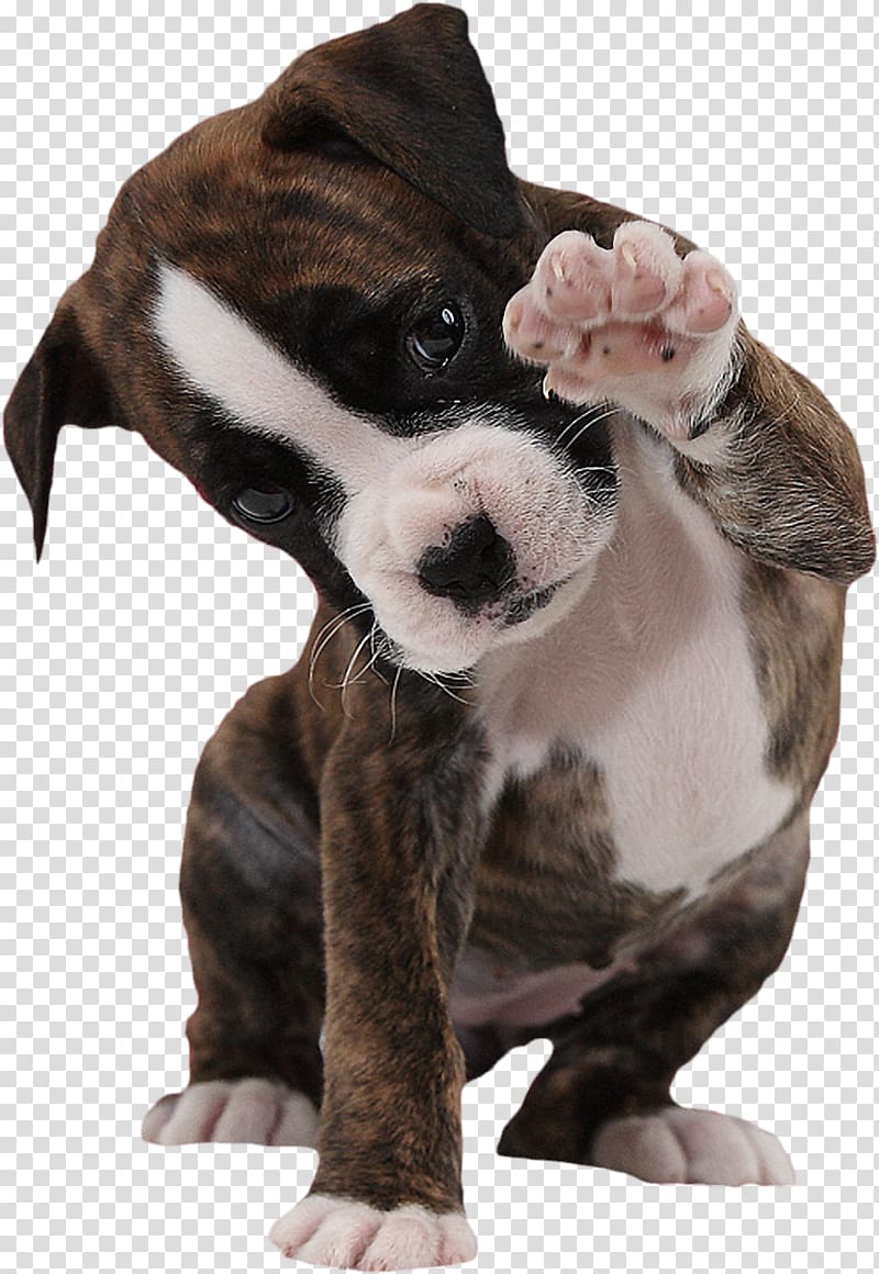 Boxer Puppy American Bulldog Paw, puppy transparent background PNG clipart