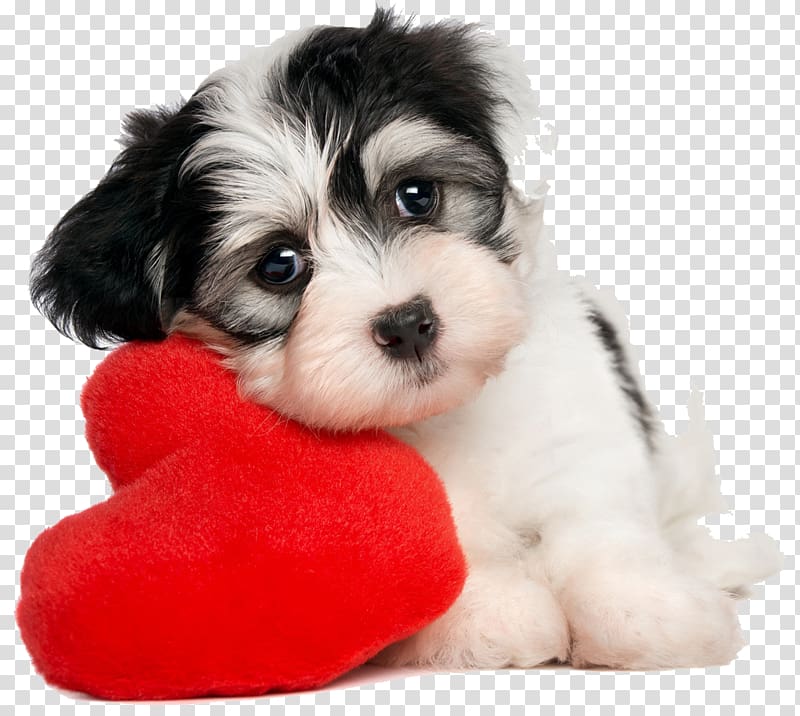 Puppy Havanese dog Valentine\'s Day Pet What dog?, lovely puppy transparent background PNG clipart