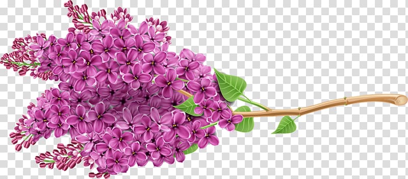 Lilac Purple Flower Newt, Beautiful purple flower transparent background PNG clipart