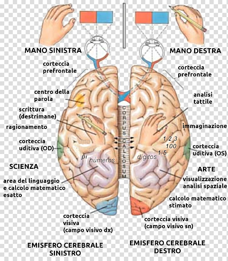 Lateralization of brain function Cerebral hemisphere Human brain Anatomy, Brain transparent background PNG clipart