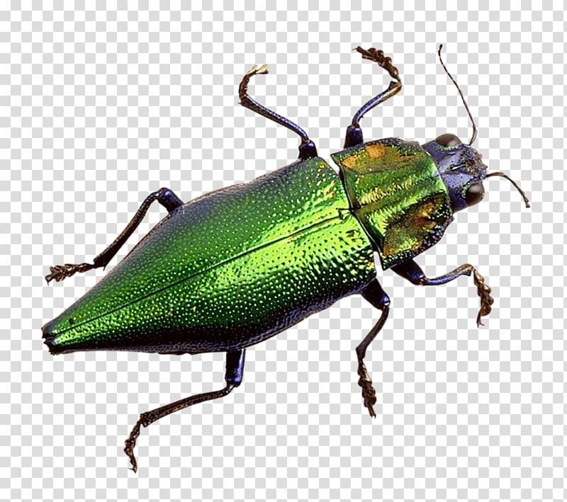 Scarabs Leaf beetles Portable Network Graphics , beetle transparent background PNG clipart