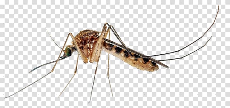 Insect Yellow fever mosquito Mosquito control Ovitrap Marsh Mosquitoes, insect transparent background PNG clipart