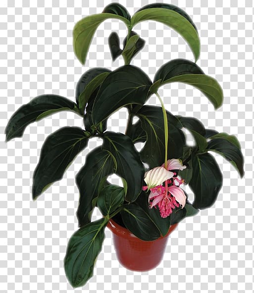 Houseplant Flowerpot Medinilla magnifica, monstera transparent background PNG clipart