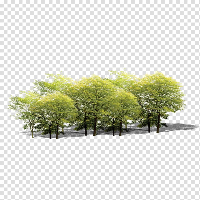 plant,tree,forest,leaves transparent background PNG clipart