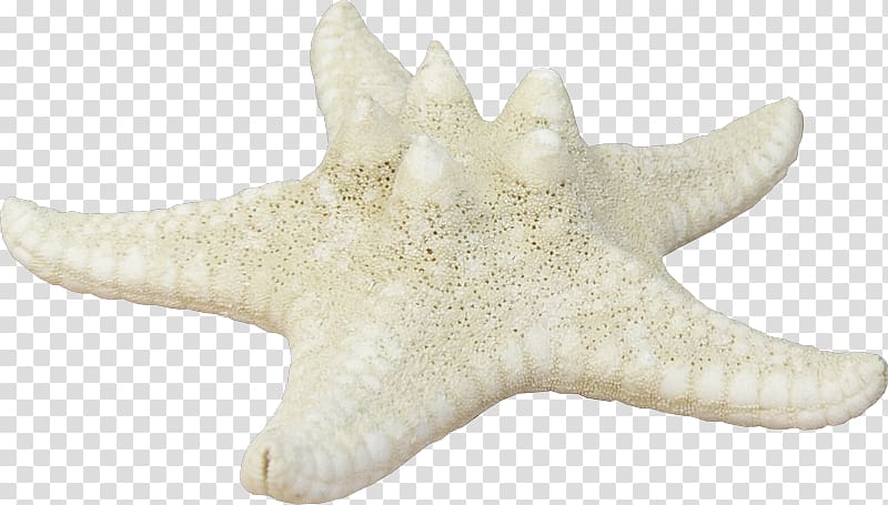 Starfish Ferrari S.p.A. Airplane Echinoderm, starfish transparent background PNG clipart