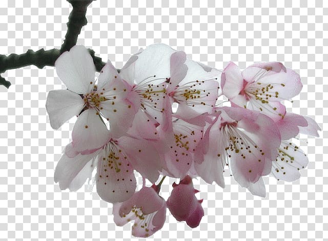 Sakura Flower PNG, Transparent Sakura Flower PNG Image Free Download -  PNGkey