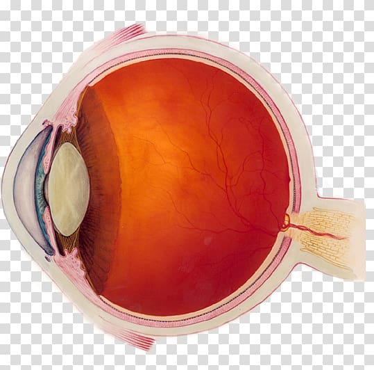Near-sightedness Human eye Visual perception Eye examination, Eye transparent background PNG clipart