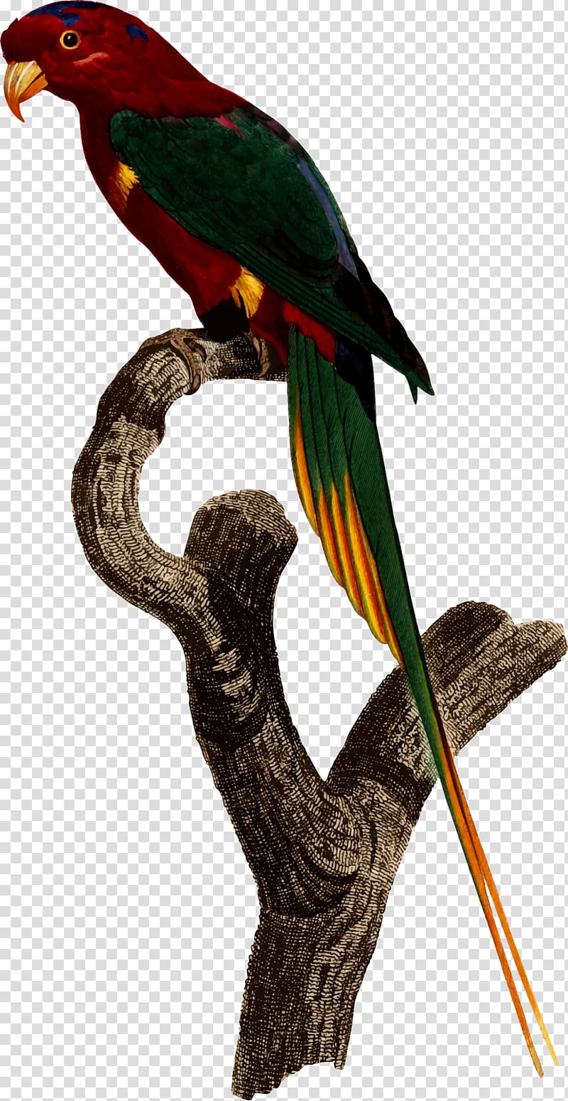 Superb parrot Bird Parakeet Macaw, parrot transparent background PNG clipart