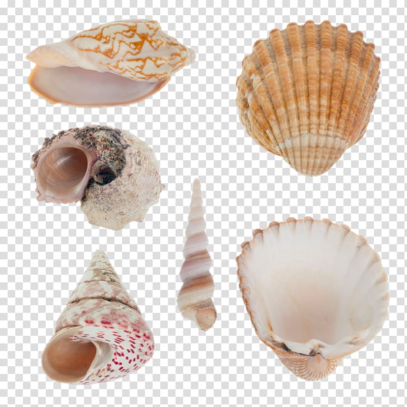 Seashell Mollusc shell Shellfish Nautilidae, All kinds of shellfish transparent background PNG clipart