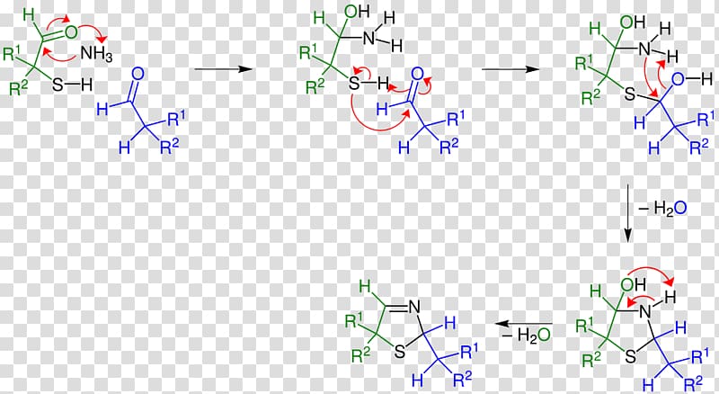 Asinger reaction Thiazoline Chemical reaction Aldehyde Sulfur, Mecanism transparent background PNG clipart