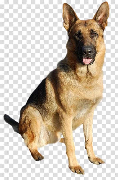 Cute German Shepherd dog tongue transparent background PNG clipart