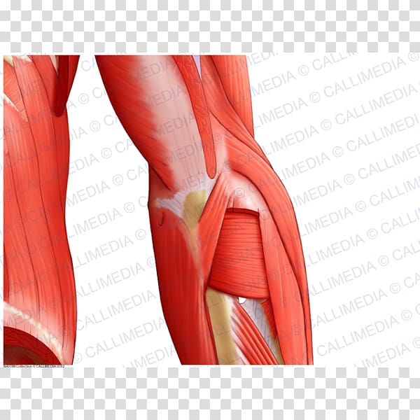 Elbow Forearm Muscle Anatomy, arm transparent background PNG clipart