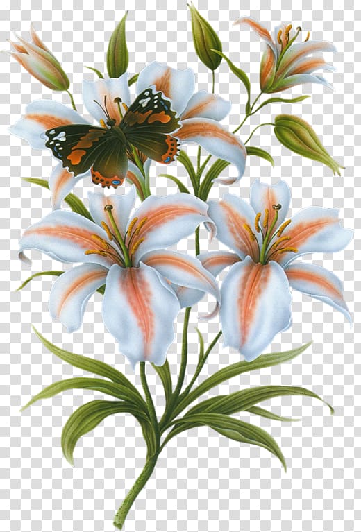 Lilium bulbiferum Flower Bokmxe4rke, Butterfly on lily transparent background PNG clipart