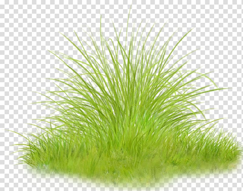 Herbaceous plant , grass transparent background PNG clipart