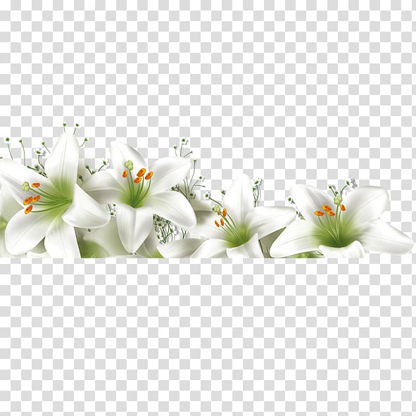 Lilium Flower, Lily fragrance transparent background PNG clipart