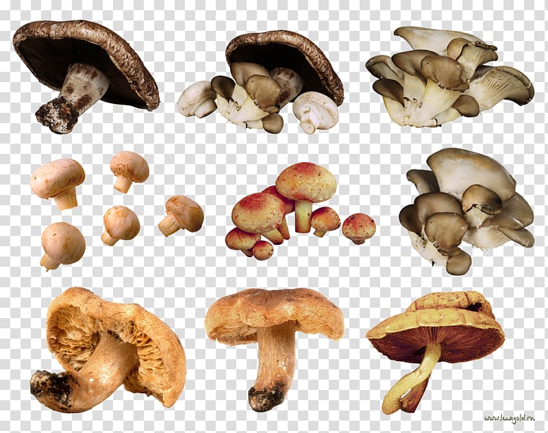 Edible mushroom Fungus, champignon transparent background PNG clipart