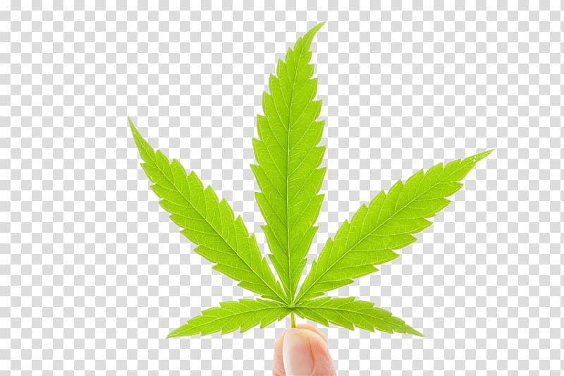 Medical cannabis Hemp milk Cannabis industry, Cannabis leaves transparent background PNG clipart