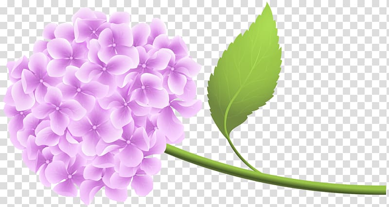 French hydrangea Lavender , hortensia transparent background PNG clipart