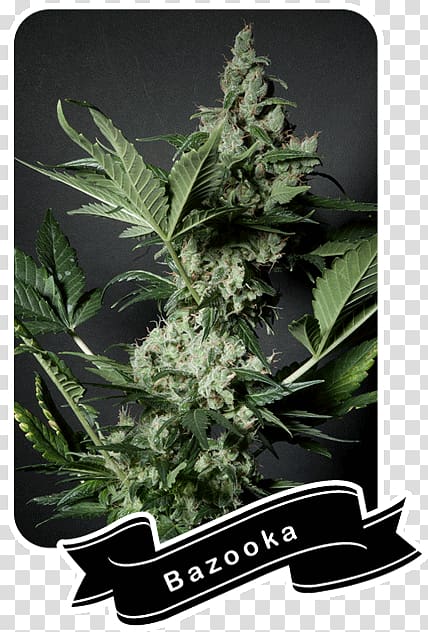 Cannabis La BaZooKa Seed Flavor, Cannabis Shop transparent background PNG clipart
