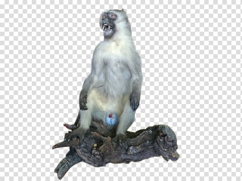 Vervet monkey African art Pan-Africanism, monkey transparent background PNG clipart