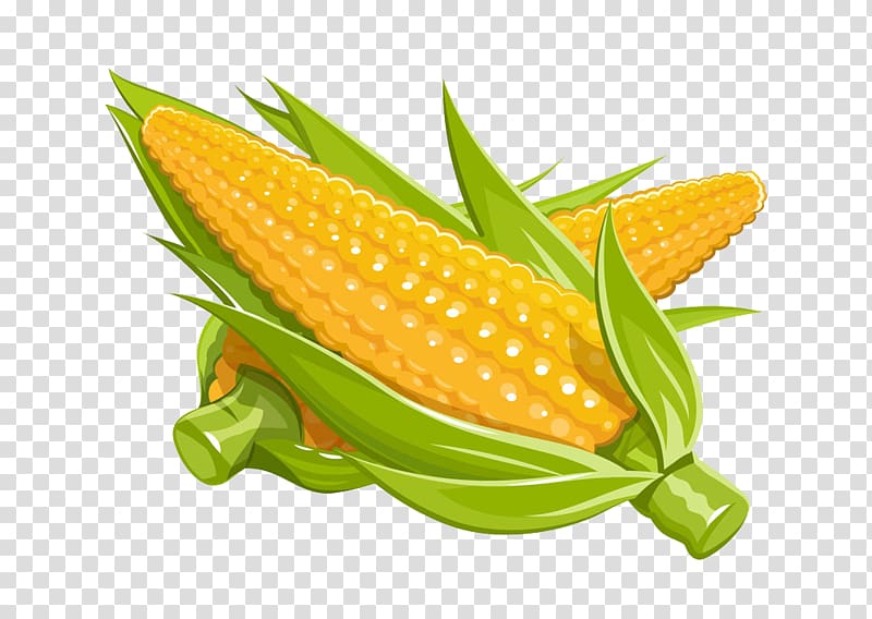 Maize Euclidean Illustration, corn transparent background PNG clipart