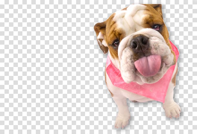 Dorset Olde Tyme Bulldogge Olde English Bulldogge Toy Bulldog Puppy, Tom And Jerry dog transparent background PNG clipart