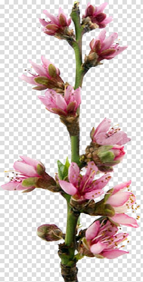Blossom , flower transparent background PNG clipart Blossom , flower transparent background PNG clipart