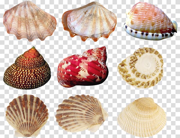 Cockle Oyster Seashell Conchology, seashell transparent background PNG clipart