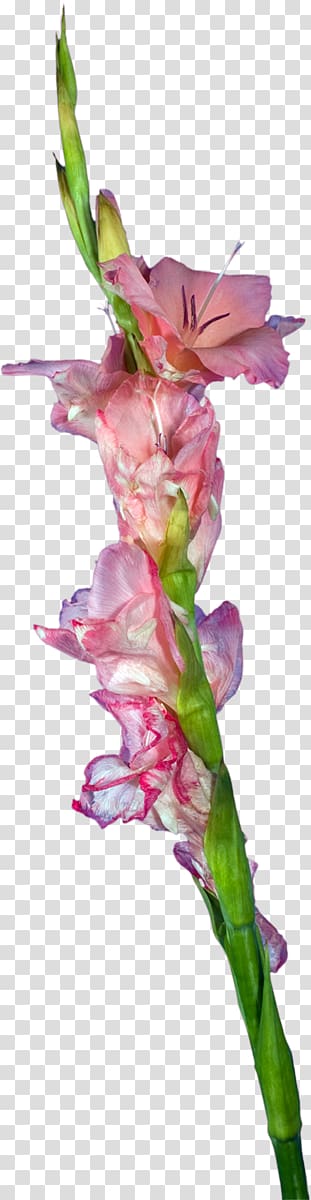 Gladiolus Cut flowers Plant stem Petal, gladiolus transparent background PNG clipart
