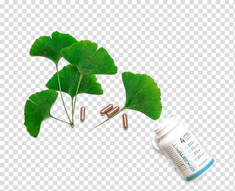 Ginkgo biloba N-Phenylacetyl-L-prolylglycine ethyl ester Excitotoxicity Hippocampus Glutamate, overlooking ginkgo tree transparent background PNG clipart