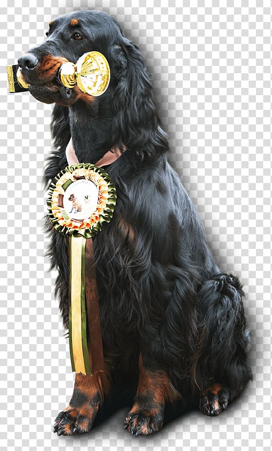 Boykin Spaniel Field Spaniel Gordon Setter Dog breed Companion dog, others transparent background PNG clipart