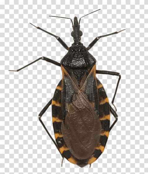 Texas Insect Triatoma dimidiata Chagas disease Tingidae, insect transparent background PNG clipart