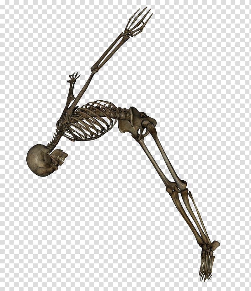Human skeleton , Skeleton transparent background PNG clipart