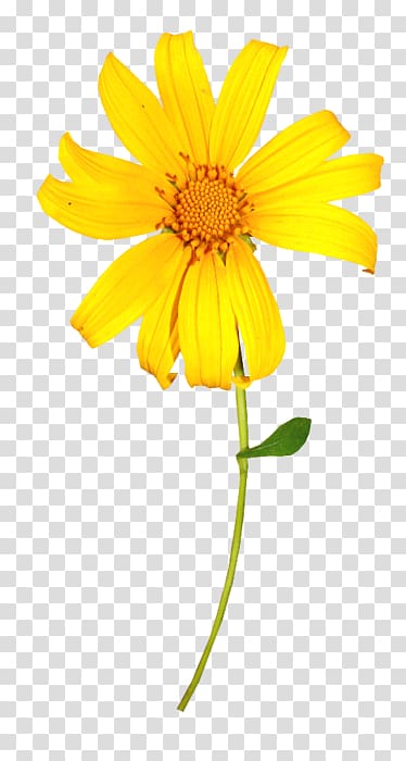 Yellow Flower Chrysanthemum indicum, flower transparent background PNG clipart