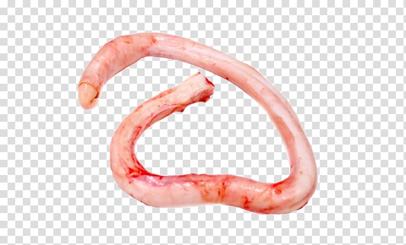 Worm Animal source foods Close-up Mouth, others transparent background PNG clipart