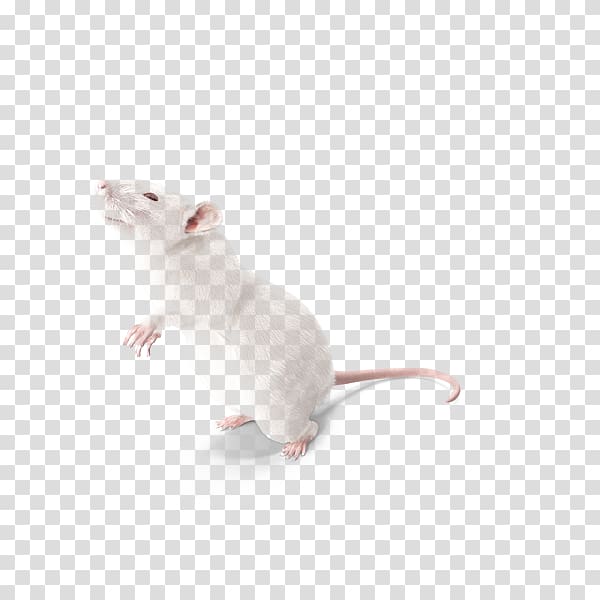 meng meng experimental rats transparent background PNG clipart