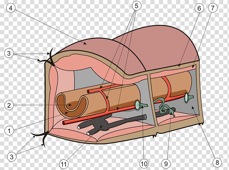 Earthworms Anatomy Annelid Nephridium, Septum transparent background PNG clipart